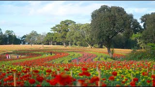 ดอกทรัพย์บานชื่น ณ สวนพนาวัฒน์ เพลงทรัพย์บานชื่น