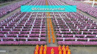 MV กิจกรรมเก็บดอกเบญจทรัพย์ ณ ปทุมเจดีย์ วัดพระธรรมกาย